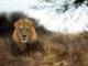 Burlington limo for African Lion Safari